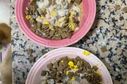 金毛下崽后的哺乳食物指南（了解金毛妈妈喂养所需的关键食物和营养素）