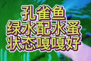 养孔雀鱼喂食频率与水质的关系（探讨孔雀鱼喂食频率对水质的影响及最佳喂养策略）
