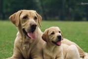 大型犬起名字大全（15个独特而富有个性的大型犬名字推荐）