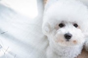 魅力比熊犬——了解这个可爱的小伙伴（了解比熊犬的特点与魅力，感受它们给人们带来的快乐与温馨）