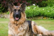 德国牧羊犬（以德国牧羊犬为主题的狗的品种及特点）