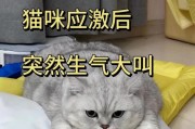 四五个月的猫咪饮食需求详解（为你的小猫提供健康与营养的食物）