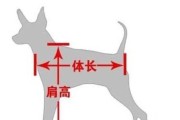 如何照顾老年贵宾犬（关爱老年宠物的方法和技巧）