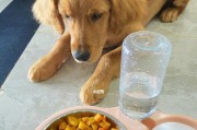 金毛爱吃什么东西？（探索金毛喜爱的美食世界）
