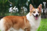 瑞典柯基犬的完美饲养法（营养、训练、健康无忧，享受幸福生活）