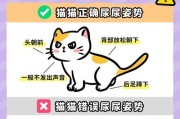 公猫绝育后的小便情况及注意事项（了解公猫绝育后小便问题，关注猫咪健康）