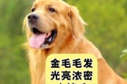 50天大的狗狗饮食指南（了解适合50天大狗狗的饮食需求，确保其健康成长）