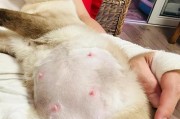 宠物猫分娩（了解猫咪分娩过程中的关键事宜，为它们提供适当的支持）
