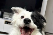 牧羊犬换毛快的原因及饮食调理（为牧羊犬提供全面营养，助其快速换毛）
