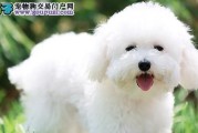 四季养犬（以狗狗喂养随季节变化而变化）