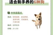 以瑞典柯基犬的饲养方法为主题——如何让你的柯基犬成为健康快乐的宠物