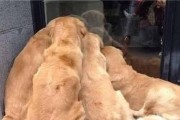 如何养好大暖男金毛犬（宠物爱好者必读，金毛犬养护全攻略）