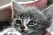 猫咪神秘的躲藏本领（探索猫咪为何可以躲几天不出来的原因）