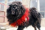 揭秘藏獒为何常常脏兮兮（藏獒）