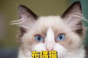 布偶猫饮食指南（合理的饮食是健康布偶猫的基础）