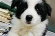 边牧疫苗接种指南（保护您的爱犬免受常见疾病的侵害）