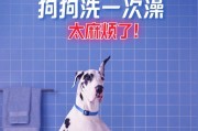 泰迪洗澡的最佳频率（保持泰迪宠物的清洁和健康）