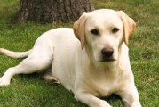 如何正确给拉布拉多犬梳毛？（宠物爱好者必看的拉布拉多梳毛指南，）