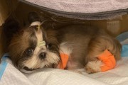 如何处理以西施犬不吃东西的问题（宠物饮食管理、以西施犬饮食习惯、以西施犬食欲不振、诱食方法）