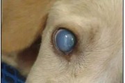 狗狗肝炎的早期症状及预防措施（了解狗狗肝炎的症状，保护它们的肝脏健康）