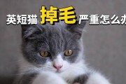 英短掉毛严重原因及解决方法（了解英短掉毛周期，轻松应对脱毛难题）