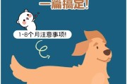 养小金毛需要注意的要点（关爱、训练和健康是养小金毛的关键）