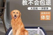 训练金毛犬的日常技巧（宠物主人必知的15个训练方法）