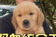 双血统的意义与挑战（探索双血统对个体和社会的影响）