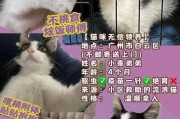 选择何种疫苗品牌？找到适合您的猫咪的最佳疫苗（提供全方位保护，哪个牌子的猫咪疫苗更好？）
