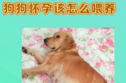 母狗怀孕多久会显示出来？（了解母狗怀孕初期的迹象和时间轴）