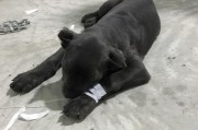 细小后的药物选择及建议（保护身体健康，合理选择药物）