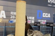 以猫比赛的好处（探索猫咪天赋的乐趣和社交活动）