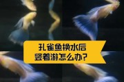 孔雀鱼缩尾的原因及其影响（揭秘孔雀鱼缩尾的根本原因及其对鱼类生活的影响）