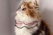 新手养猫，选择什么猫更适合？（探讨哪种猫咪适合养在家中，并提供一些建议。）