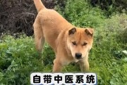 为什么狗会自己吃草？（探索狗食草的原因及其健康影响）