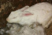 小兔子突然死了，我们该怎么办？（探寻小兔子死因及处理方法，以保护其他宠物的安全）