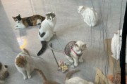 猫咪的求助能力（猫咪是如何向人类示意他们需要帮助的？）