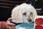 狗狗过敏该如何应对（宠物主人需知的过敏食物清单）