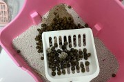 兔子的理想垫料选择（为您推荐最适合兔子使用的垫料）
