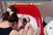 狗狗洗澡的最佳时机（了解狗狗洗澡的频率和注意事项）