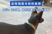 狗子的意义和价值（探索人与狗子的特殊关系）