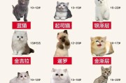 小猫的睡眠习惯及其变化（幼猫的睡眠时间不固定，但要保证足够休息）