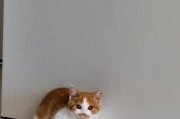 为什么猫不喜欢摸脚？（探究猫咪对于摸脚的厌恶原因及应对方法）