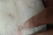 狗狗真菌感染及防治方法探究（为什么狗狗容易感染真菌？如何保护我们的宠物免受真菌侵害？）