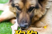 40甜的狗狗可以吃哪些东西？（了解适合狗狗的健康饮食，给40甜的宠物提供营养均衡的选择）