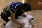 宾馆欢迎宠物狗入住的指南（探寻哪些宾馆欢迎宠物狗入住，让你的旅途更舒适愉快）