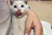 公猫绝育后多久清醒？（了解公猫绝育术后苏醒时间的重要性）
