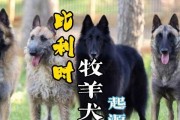 比利时格罗安达牧羊犬的饲养方法（如何让你的狗狗健康成长？）