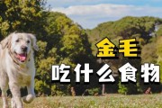 三个月金毛犬的饮食需求剖析（为您揭秘三个月金毛犬的最佳饮食方案）