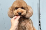 贵宾犬剪毛时间与方式的重要性（细说贵宾犬剪毛）